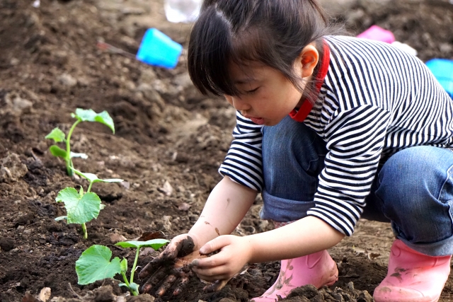 家庭菜園